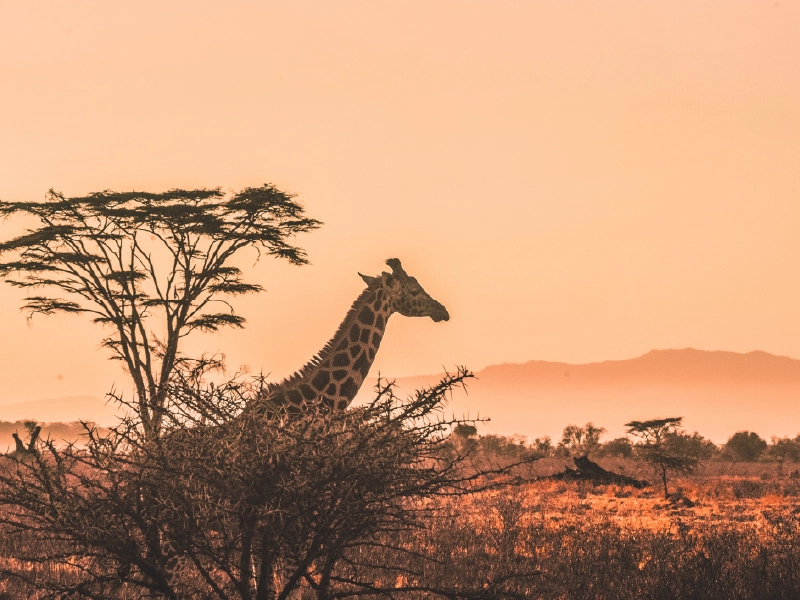 Giraffe