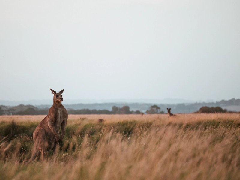 Kangaroe